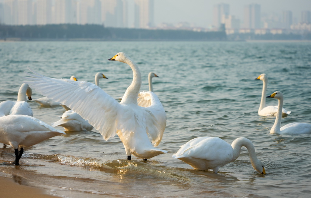 这是12月9日在威海九龙湾拍摄的野生天鹅。