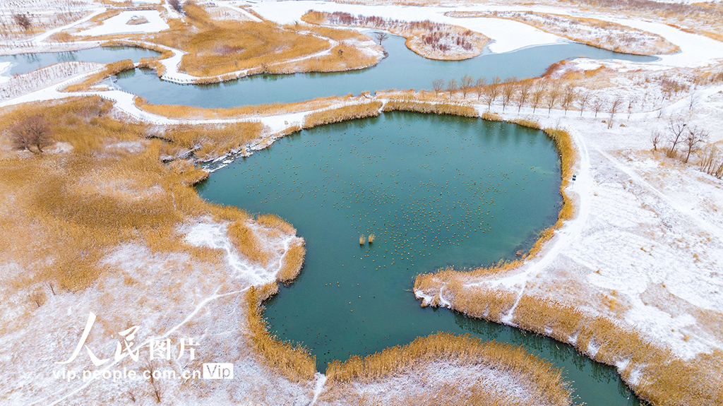甘肅張掖：雪后濕地