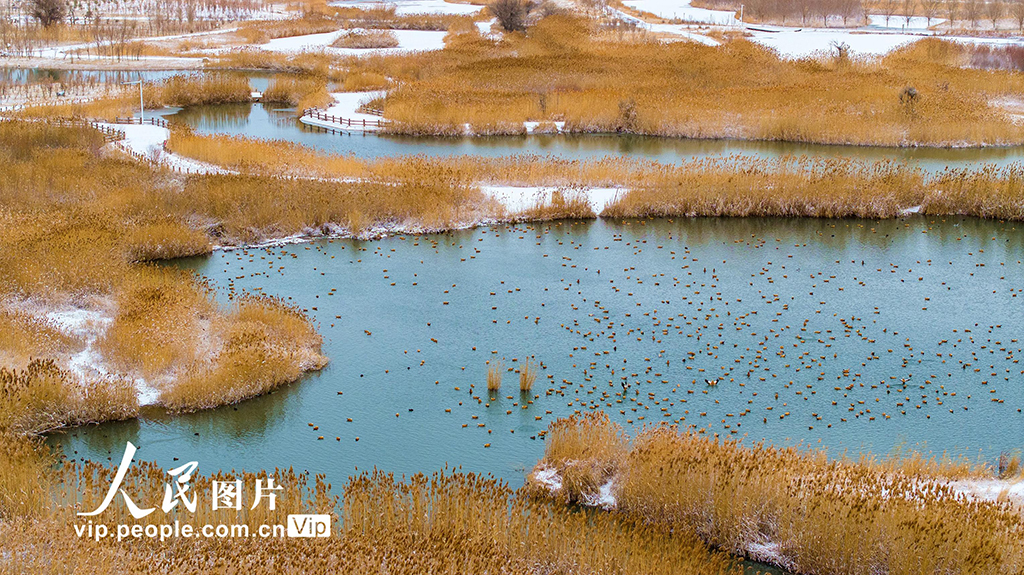 甘肅張掖:雪后濕地【3】
