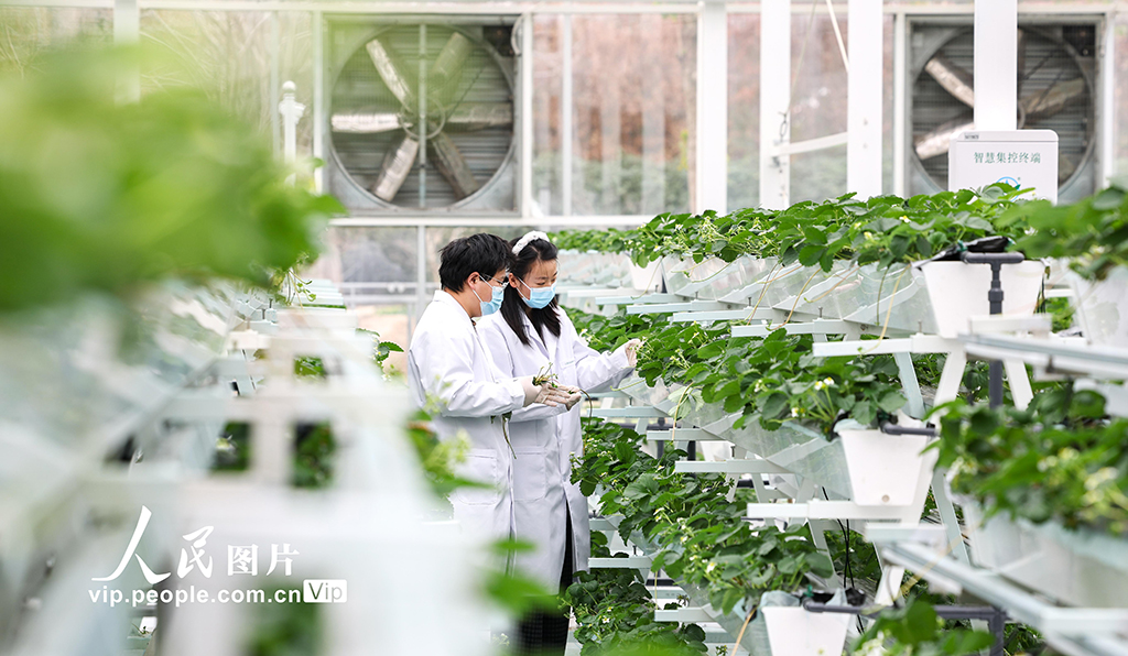 上海:实训基地学“智慧农业”【2】