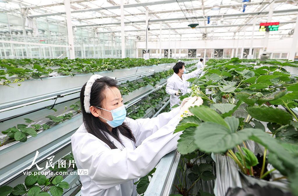 上海:實訓基地學“智慧農業”【3】