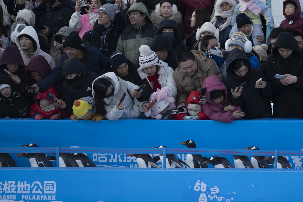 12月13日，人們在哈爾濱極地公園觀看企鵝巡游。