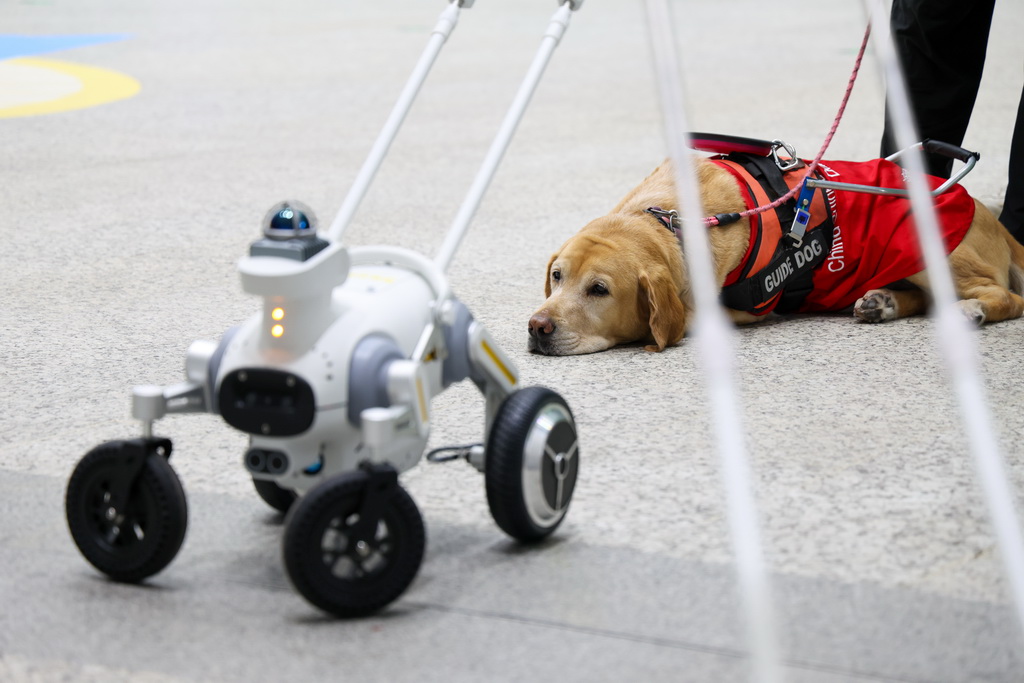 12月13日,在深圳地铁黄木岗枢纽智能导盲犬示范应用现场,一只导盲犬看着它身旁的智能导盲犬。