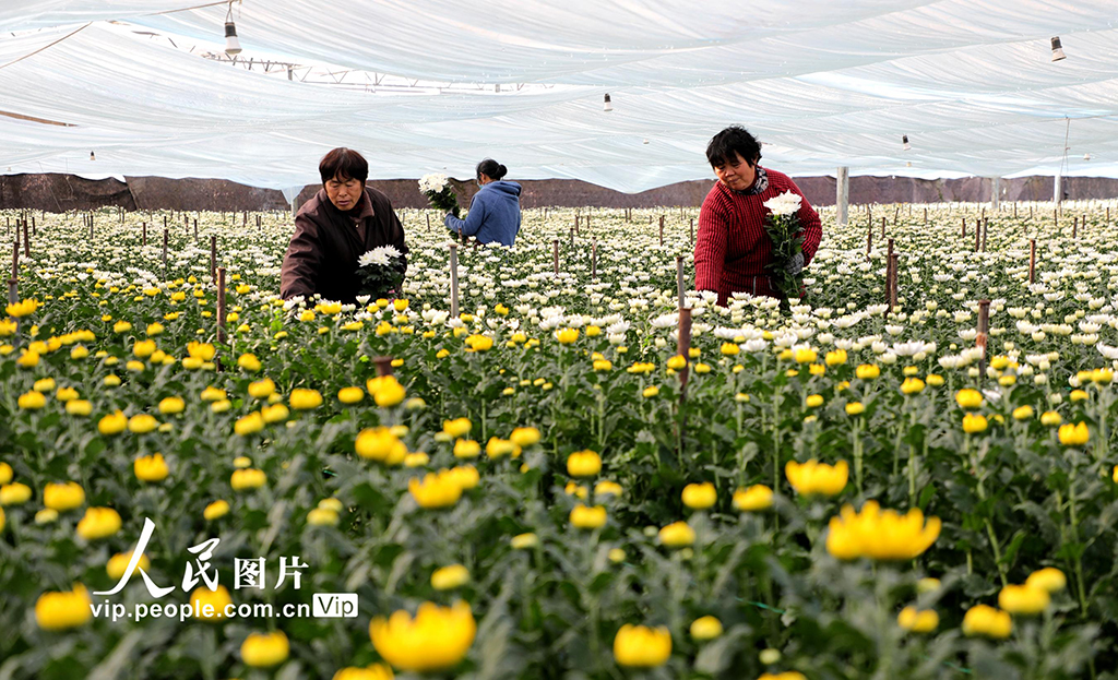 安徽阜阳：花卉产业助农增收【4】