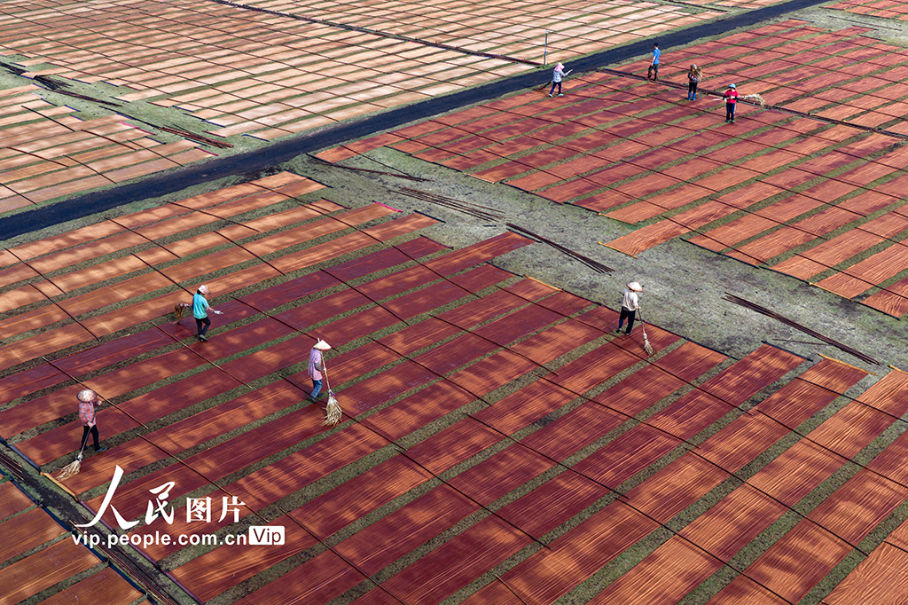 广西蒙山：晾晒香云纱【7】