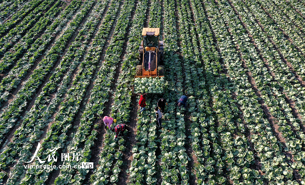 安徽蒙城:採收甘藍 供應市場【3】