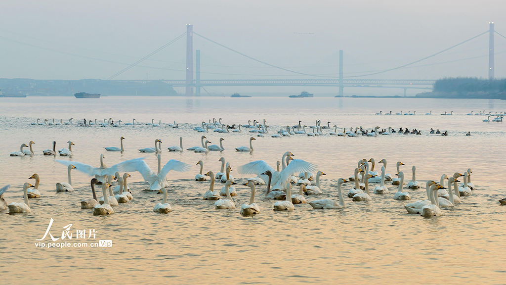 安徽铜陵：生态好 候鸟至【3】