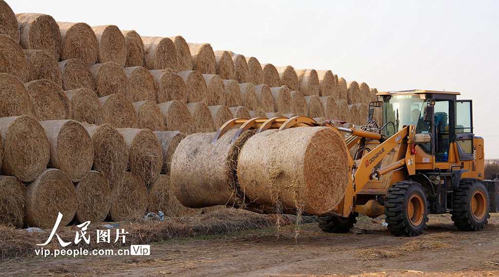 江蘇海安：稻草回收 環保增收【4】