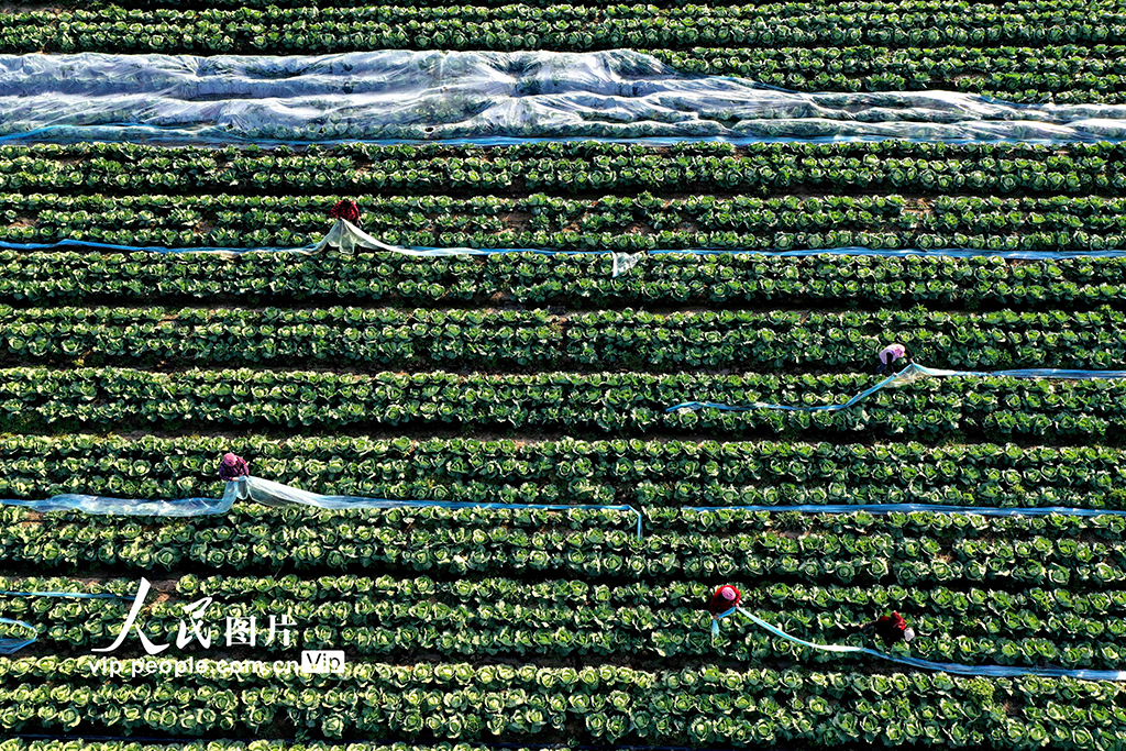 安徽蒙城：冬管蔬菜 保供应【2】