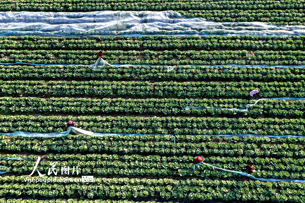 安徽蒙城：冬管蔬菜 保供應【5】