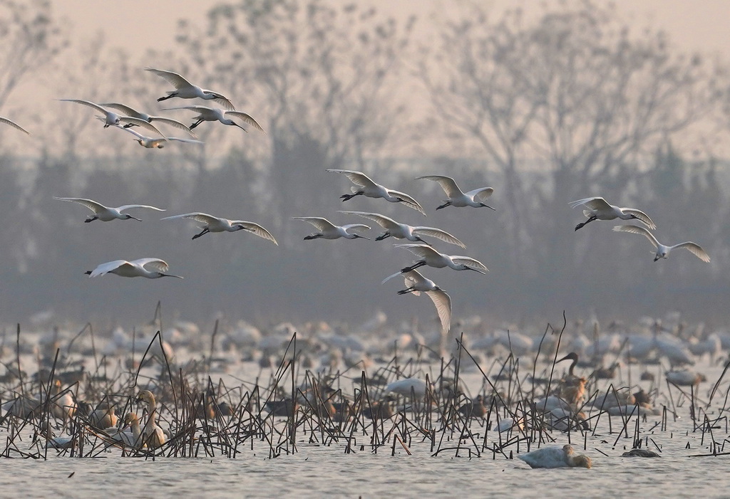 白琵鷺等候鳥在南昌五星白鶴保護小區內棲息飛翔(12月17日攝)。
