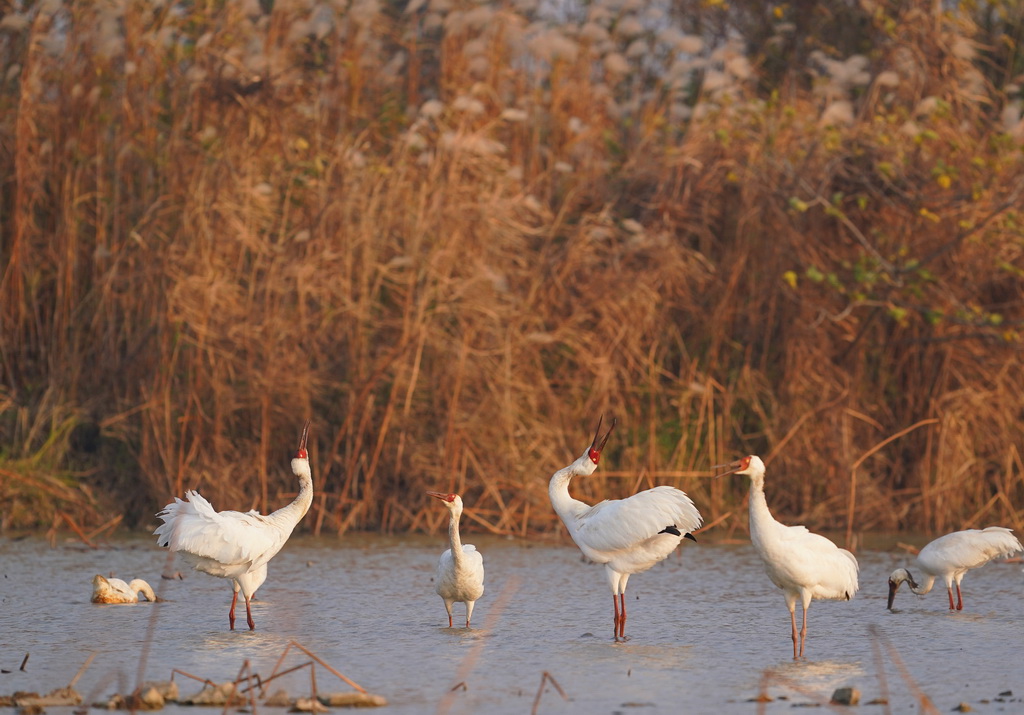 白鶴等候鳥在南昌五星白鶴保護小區內棲息(12月17日攝)。