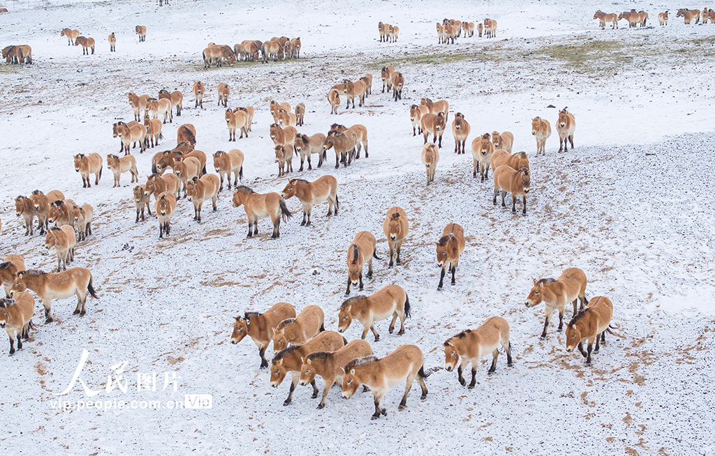 新疆昌吉：普氏野马雪地觅食【2】