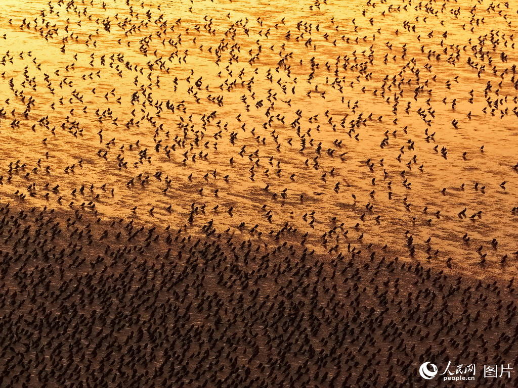 盐城市系统推进滨海湿地保护成效显著【11】