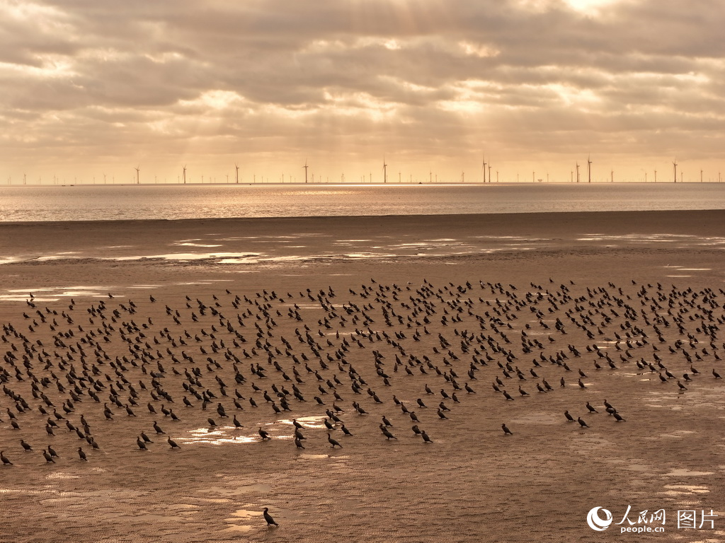 盐城市系统推进滨海湿地保护成效显著【12】