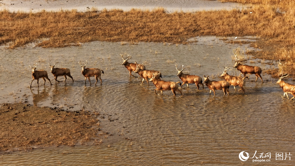 盐城市系统推进滨海湿地保护成效显著【7】