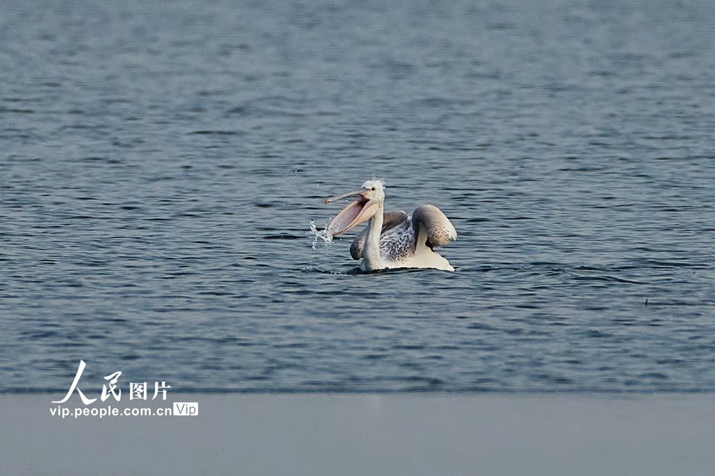 2025年12月22日，北京昌平，卷羽鵜鶘現身沙河水庫。