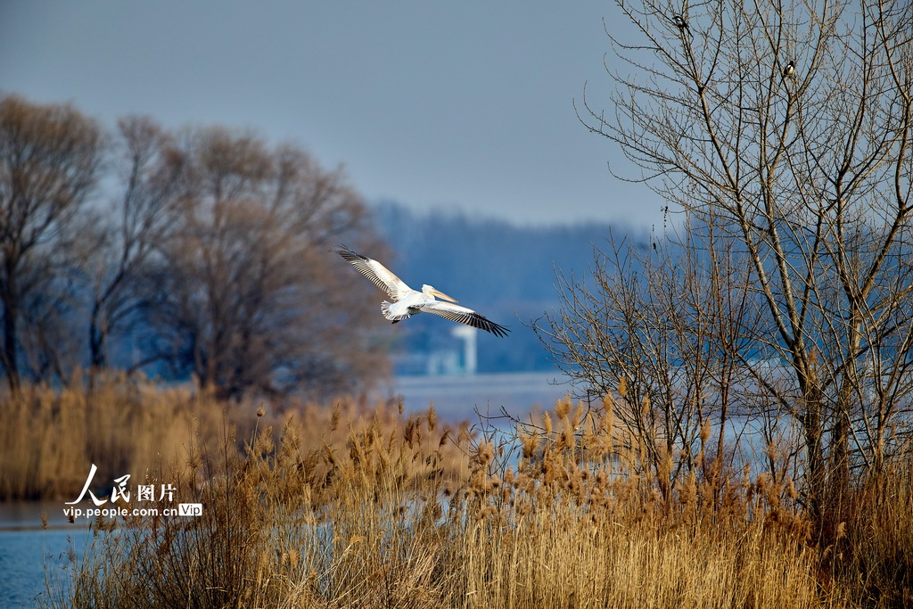 2025年12月22日，北京昌平，卷羽鵜鶘現身沙河水庫。