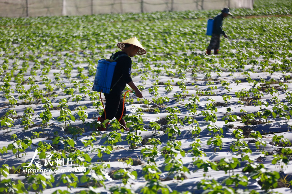 海南三亞：冬日農忙【3】