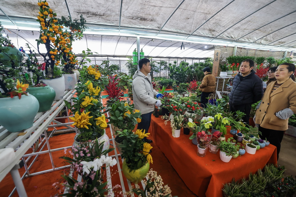 12月23日，顧客在紹興花市裡選購各類年宵花卉。