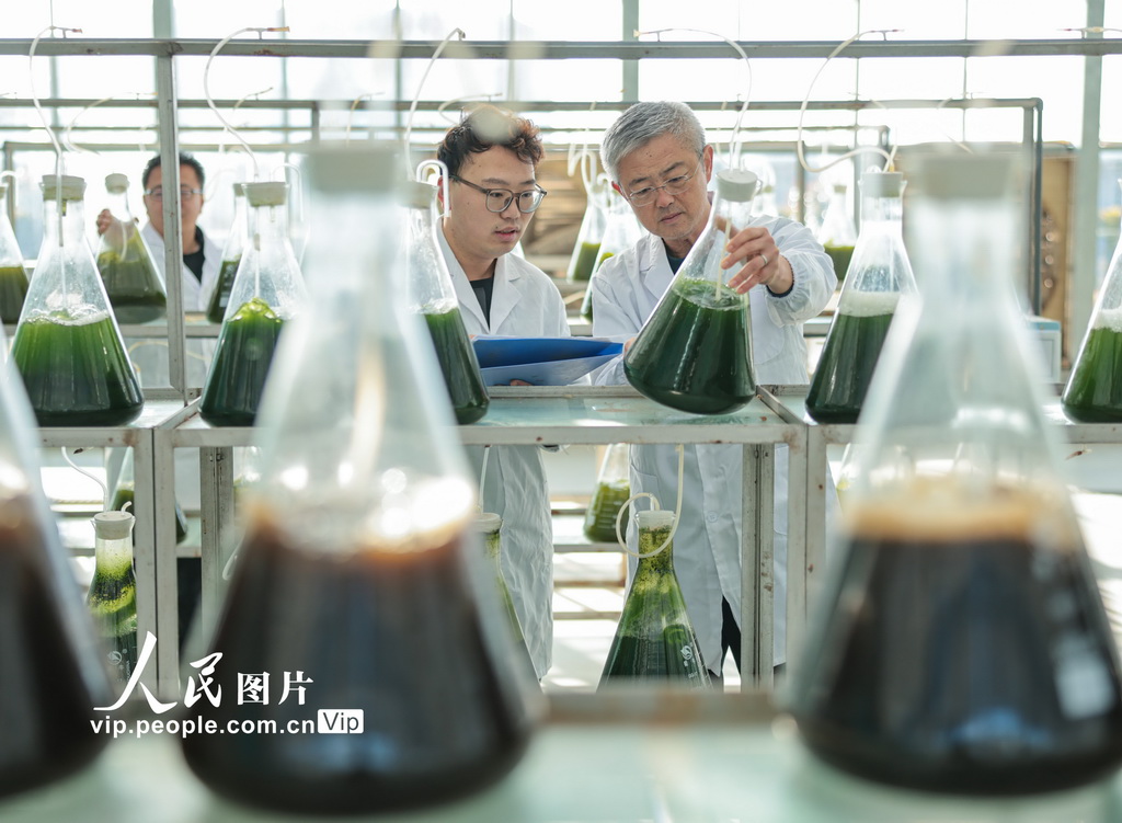 山东荣成：微藻养殖助力海洋经济绿色发展【4】