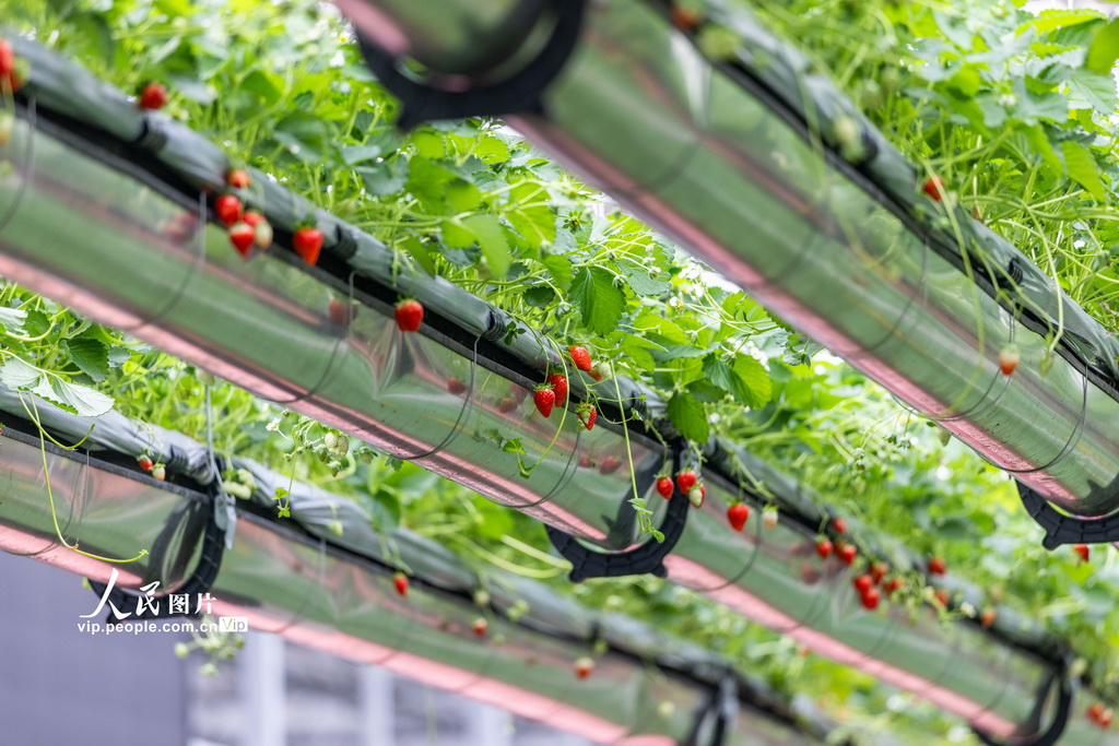 安徽六安：体验采摘“空中”草莓【4】