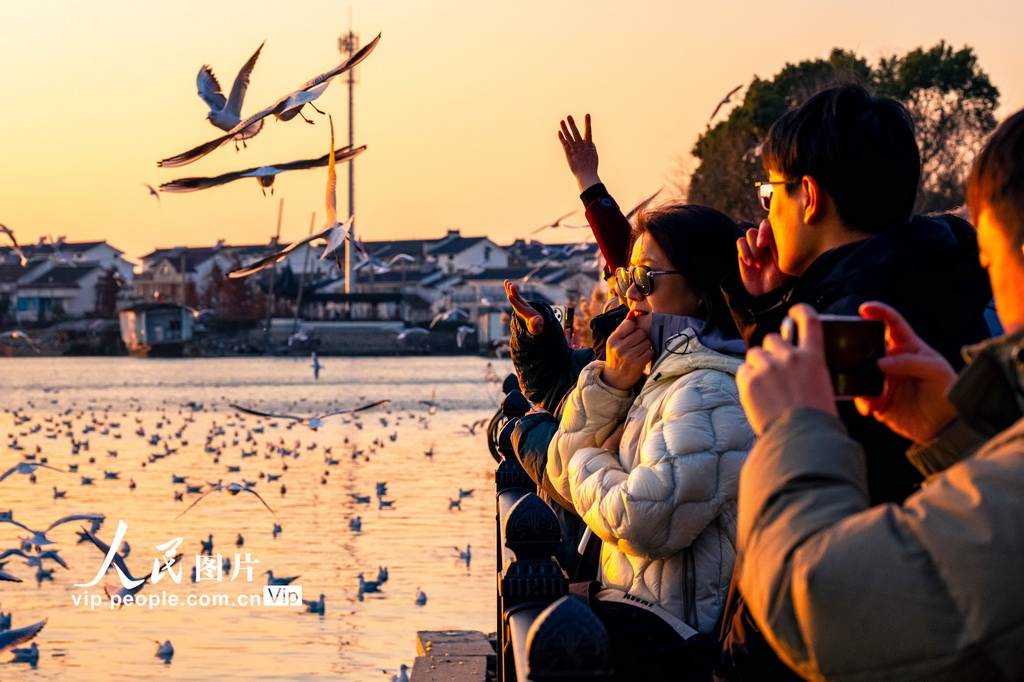 江蘇蘇州:太湖賞鷗 其樂融融【4】