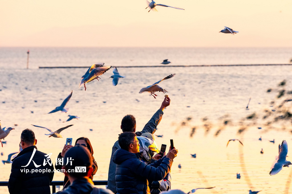 江蘇蘇州:太湖賞鷗 其樂融融【5】