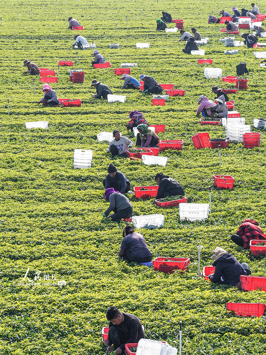 广西富川:蔬菜采收忙【3】