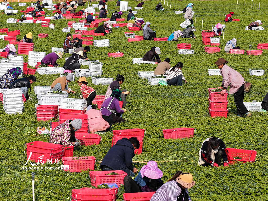 廣西富川:蔬菜採收忙【4】