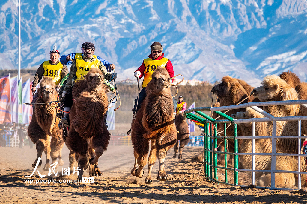 內蒙古：2025阿拉善駱駝超級聯賽開幕【3】