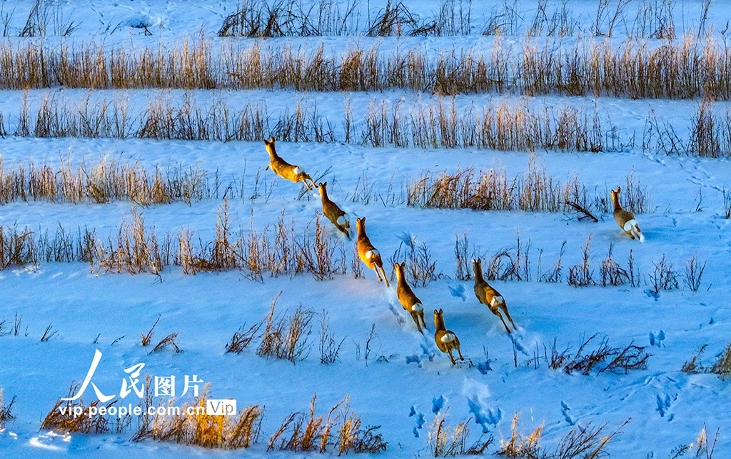 內蒙古興安盟：雪原生態美 冬日狍子歡【2】