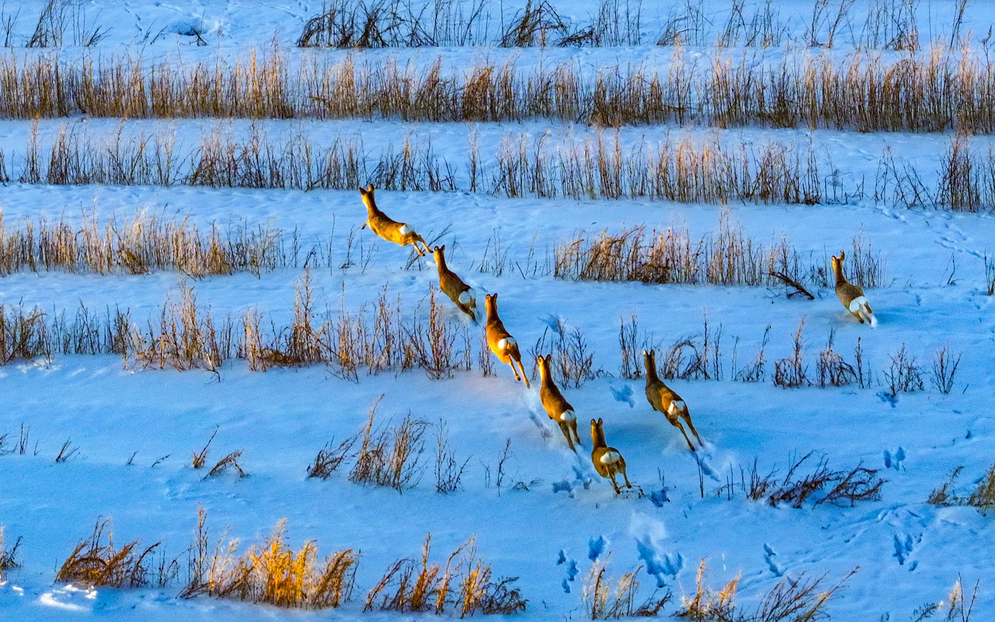 雪原生态美 冬日狍子欢