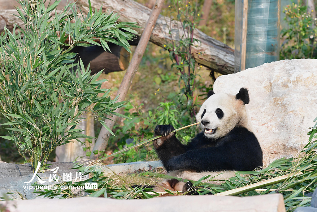 四川绵阳：中华大熊猫苑面向公众试运营【5】