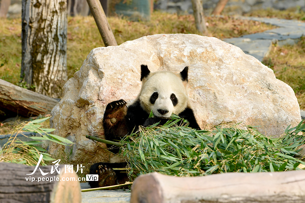 四川绵阳：中华大熊猫苑面向公众试运营【3】