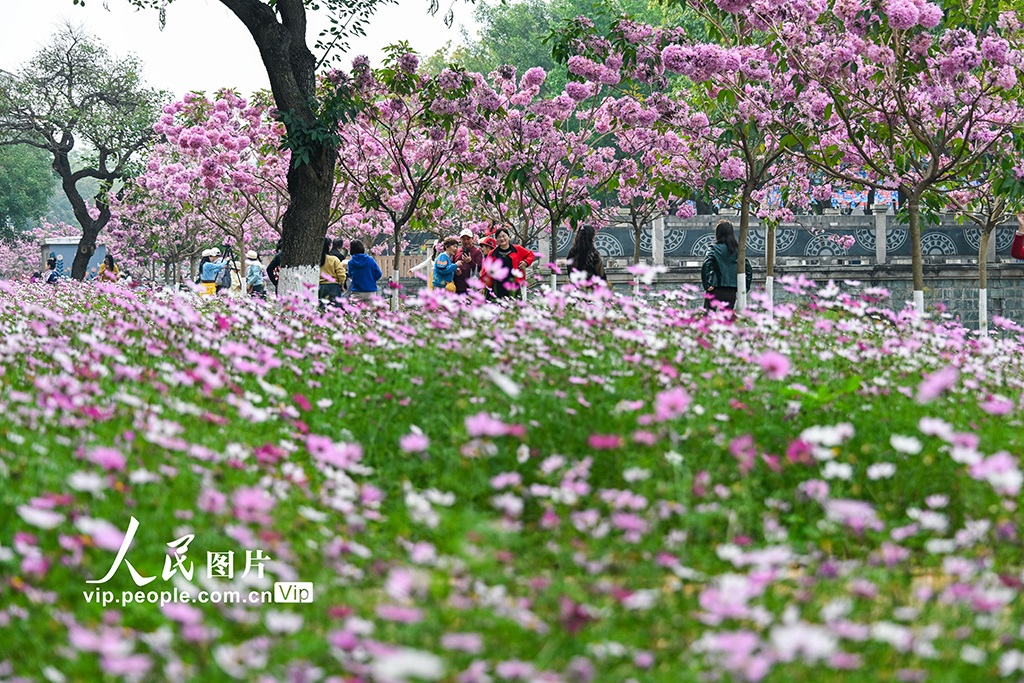 廣西南寧:冬日花開滿校園【5】