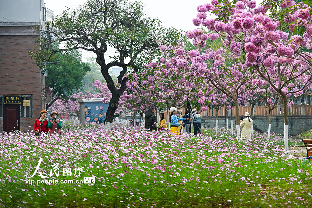 廣西南寧:冬日花開滿校園【3】