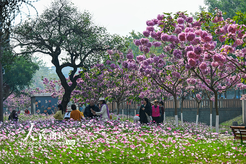 廣西南寧:冬日花開滿校園【6】