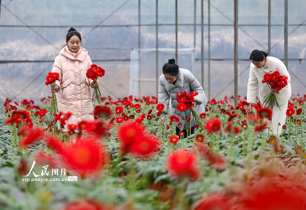 贵州玉屏：采摘非洲菊迎新年【3】