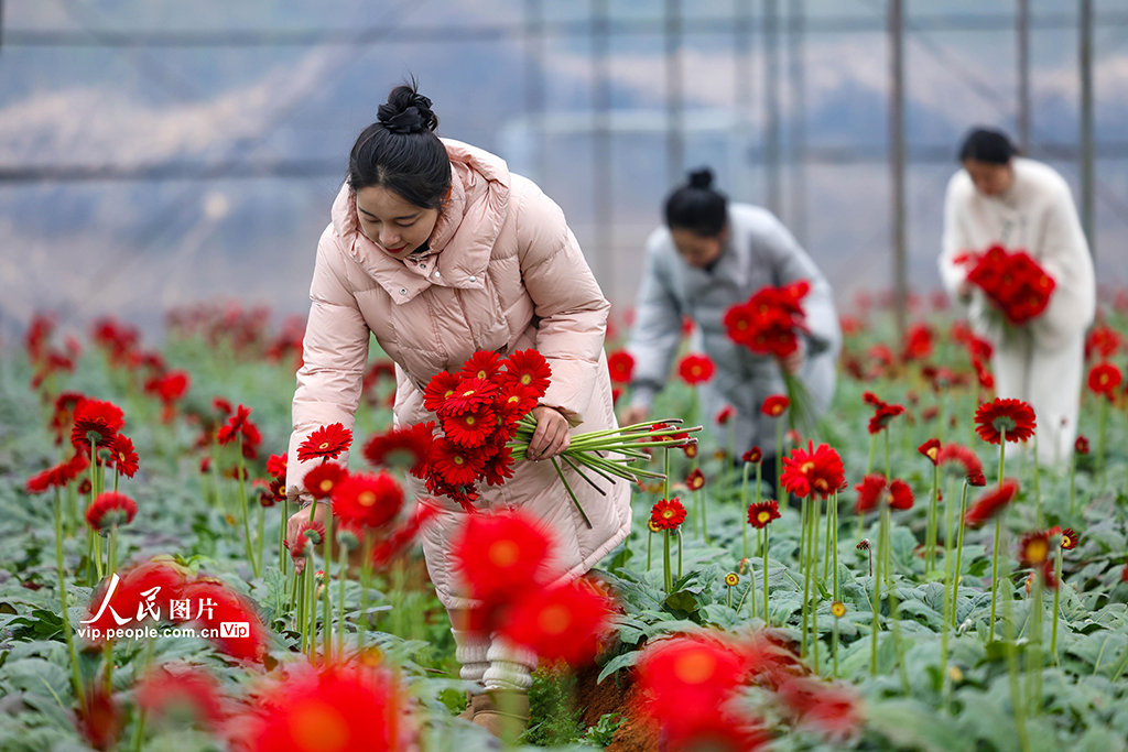 贵州玉屏：采摘非洲菊迎新年【2】