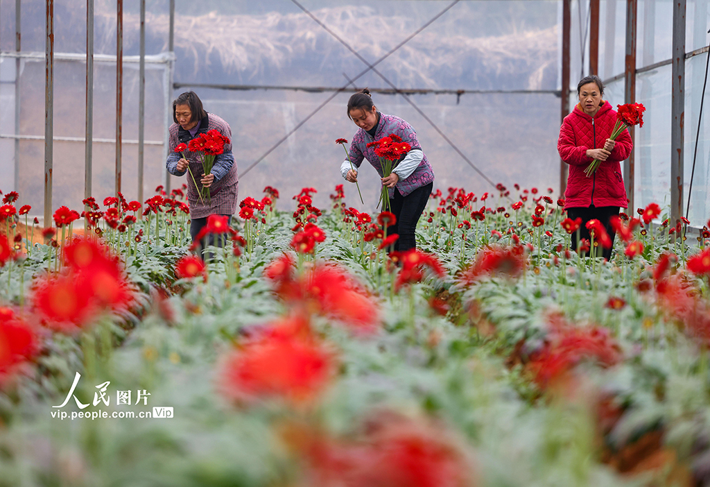 贵州玉屏：采摘非洲菊迎新年【4】