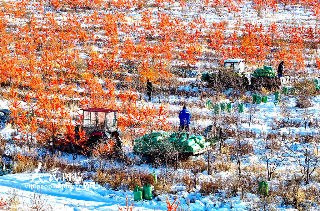 內蒙古興安盟:沙棘迎來豐收季【6】