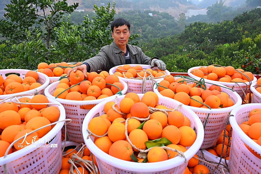 四川仁壽：血橙豐收【5】