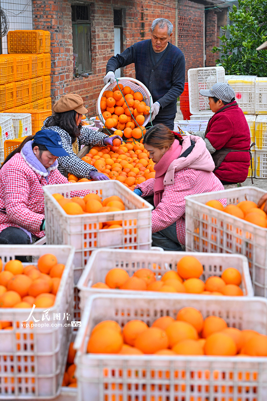 四川仁壽：血橙豐收【4】