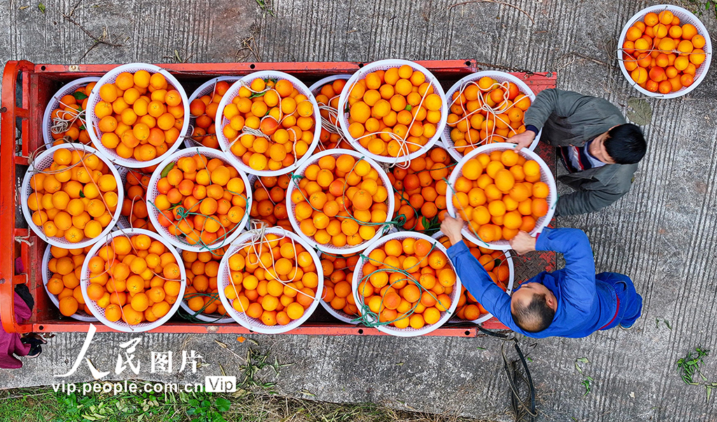 四川仁壽:血橙豐收【3】