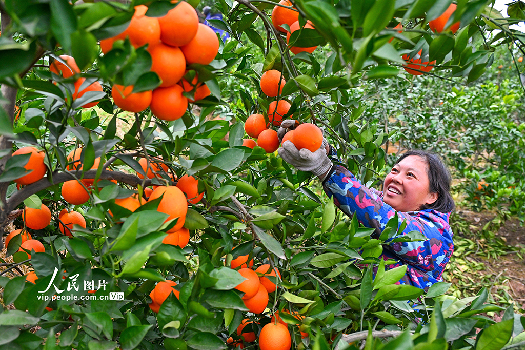 四川仁壽：血橙豐收【8】