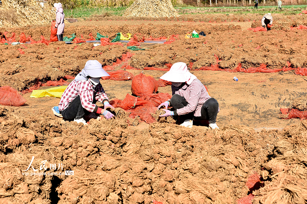 雲南巍山：中藥材產業助農增收【4】