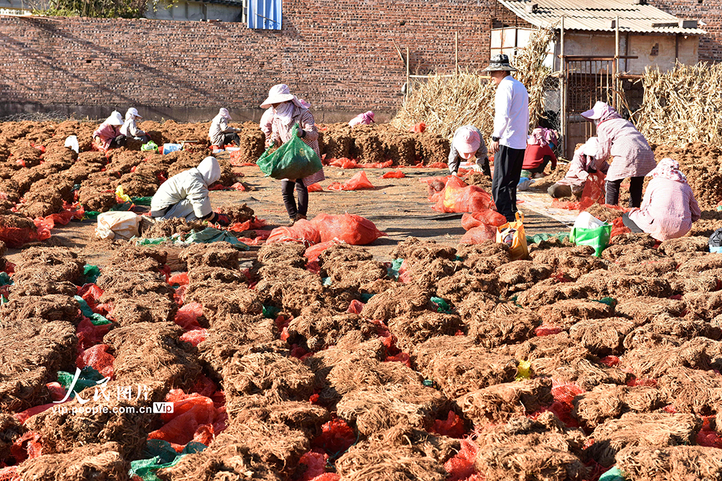 雲南巍山：中藥材產業助農增收【5】
