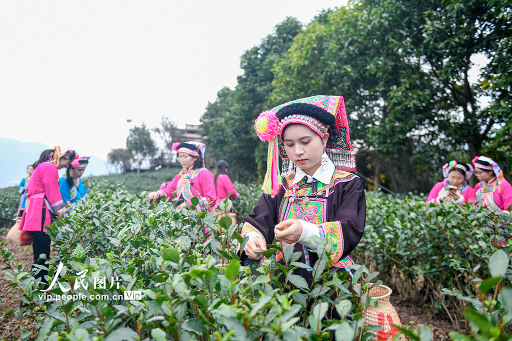 貴州普安：“貴州綠茶”第一採活動舉行【2】