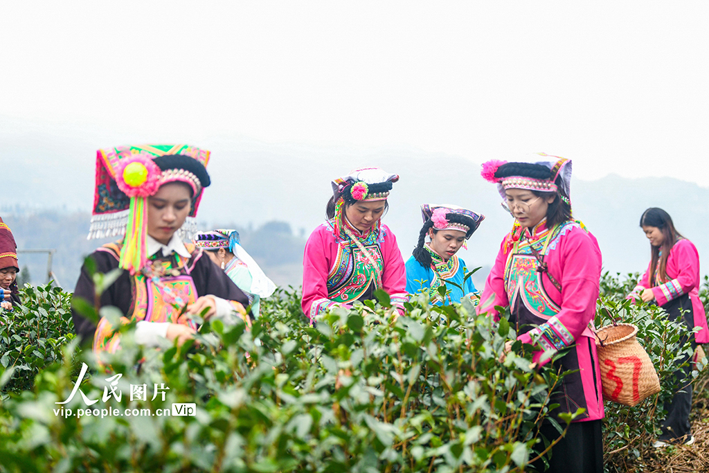 貴州普安：“貴州綠茶”第一採活動舉行【4】